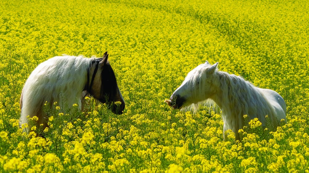 Horses In Yellow Blooms by Cembrzynski Ignacy — canvas wall art