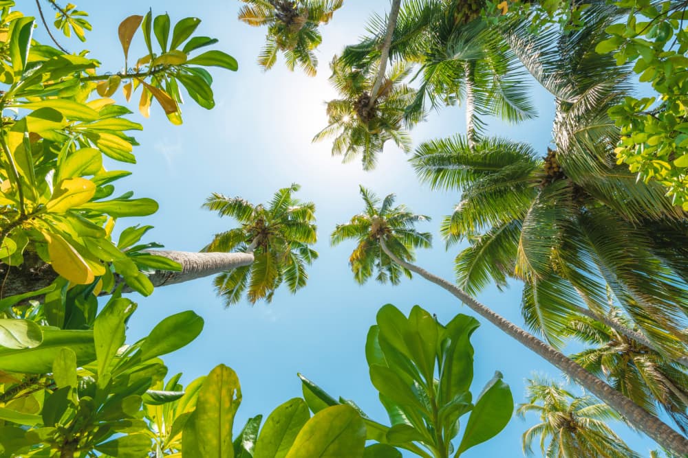 Tropical Up by Stefan Hefele — canvas wall art