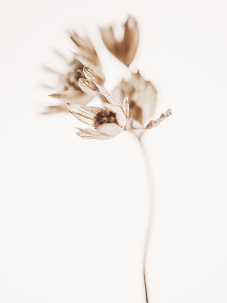 Delicate Dried Bloom by Magda Izzard — canvas wall art