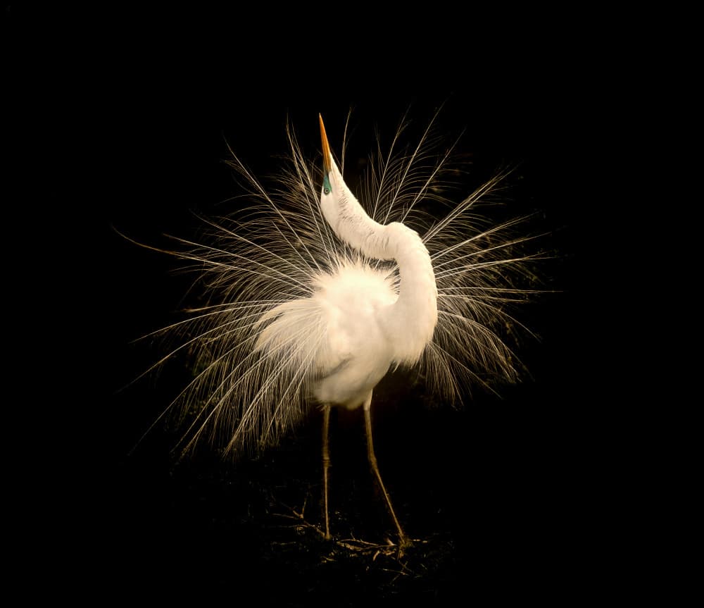 Dramatic Egret Display by Hannah & Wei — canvas wall art