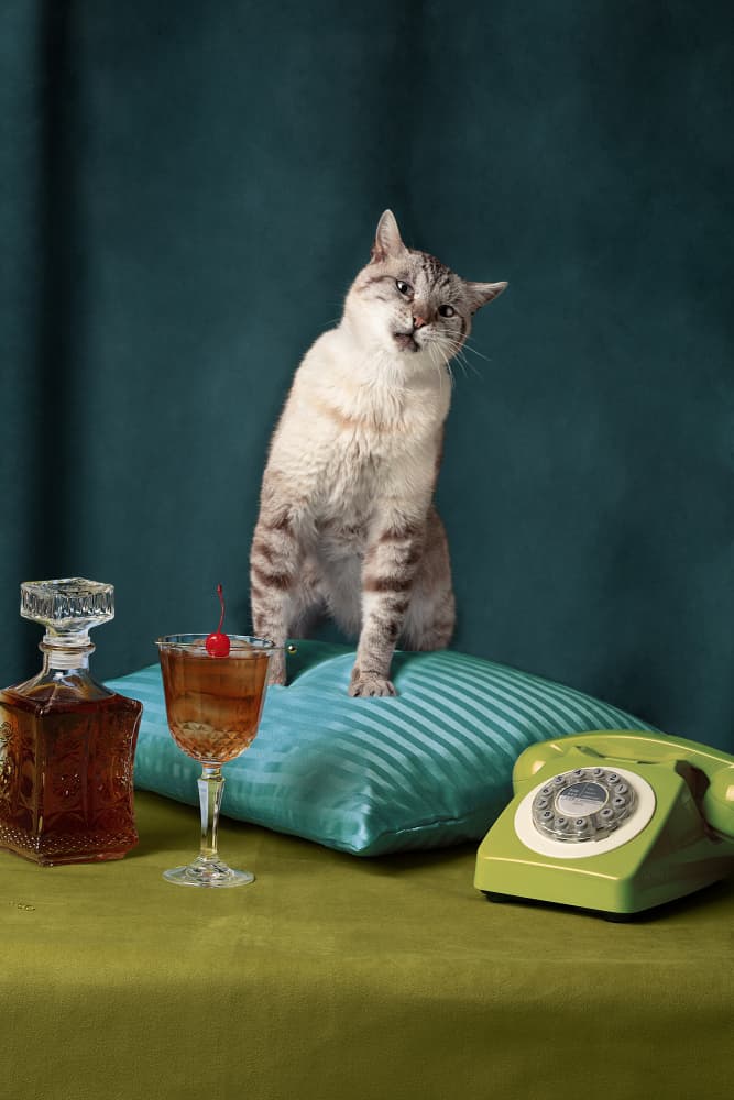 Funny Retro Cat by Julia Ramiro — canvas wall art