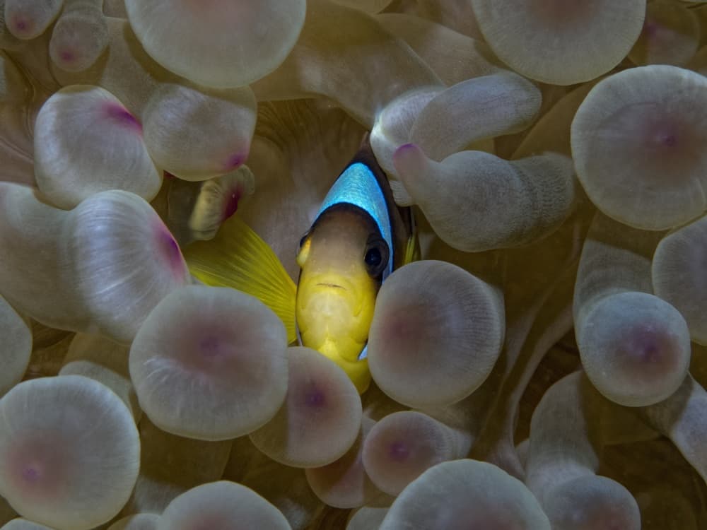 Underwater Clownfish Home by Dani Barchana — canvas wall art