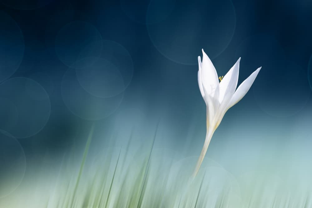White Flower Bokeh by Doris Reindl — canvas wall art