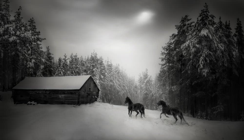Wild Horses Winter Forest by Todor Tanev — canvas wall art