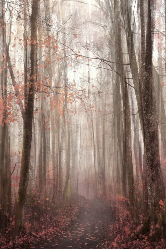 Misty Autumn Forest Path by Christina Sillen — canvas wall art