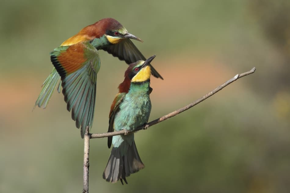 Vibrant Bee-eaters Pair by Nicolás Merino — canvas wall art