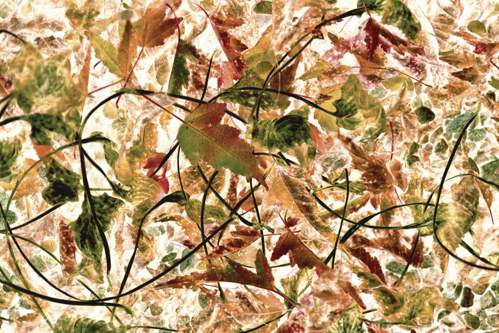 Tangled Autumn Foliage by Christina Sillen — canvas wall art