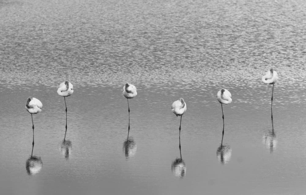 Serene Flamingo Reflections by Keren Or — canvas wall art