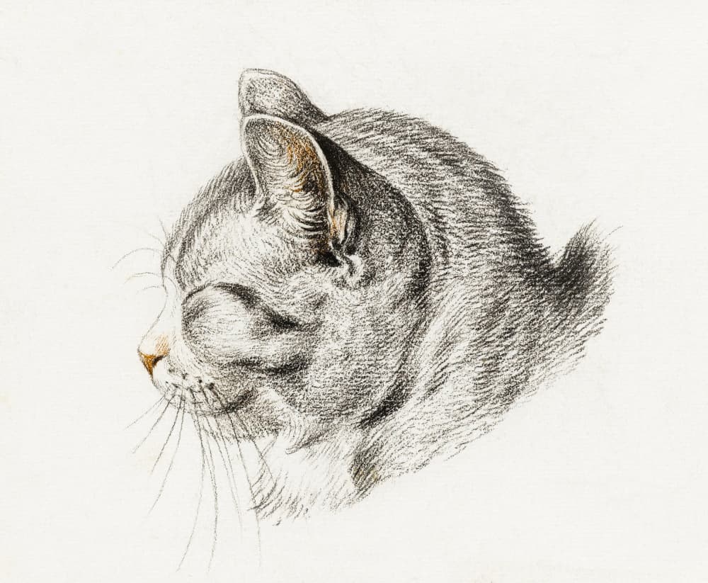 Sketch of a Cat (1813)