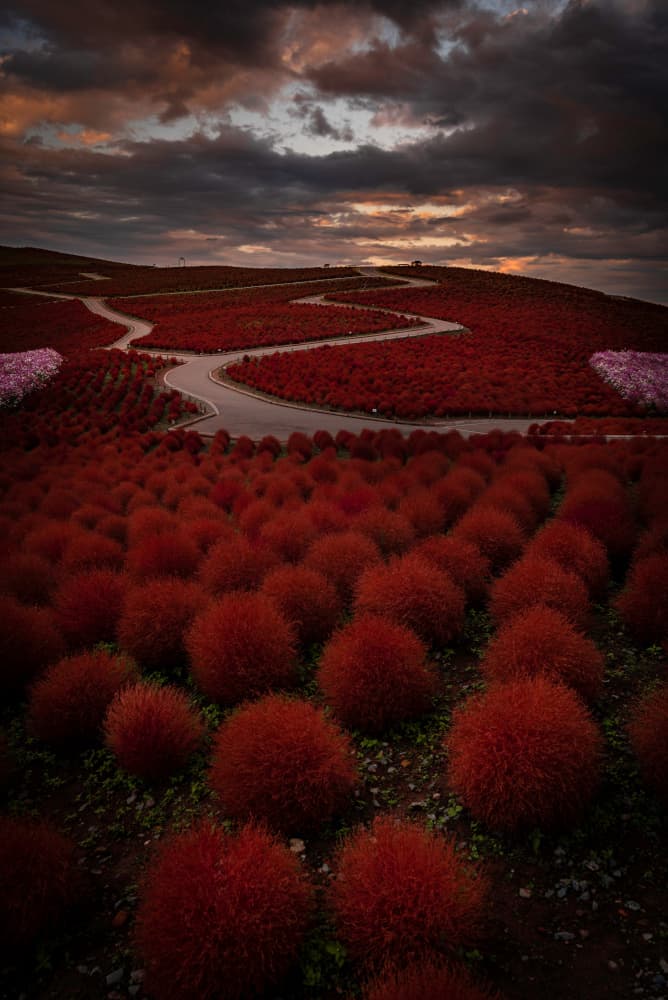 Red Kochia Sunset Path by Samuel Gmehlin — canvas wall art