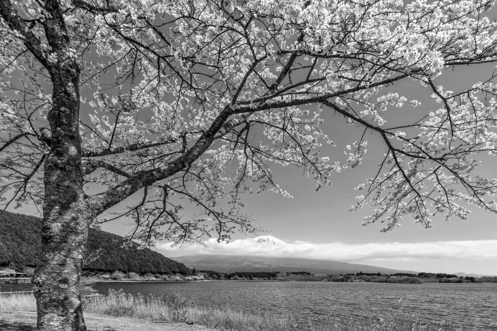 Mount Fuji Cherry Blossoms by Melanie Viola — canvas wall art