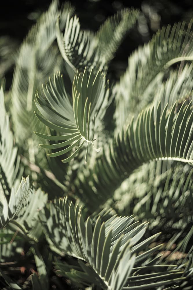 Garden Geometry by Shot by Clint — canvas wall art