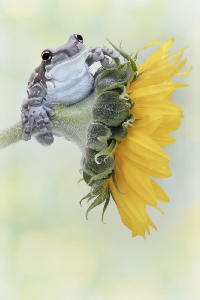 Curious Frog on Sunflower by Linda D Lester — canvas wall art