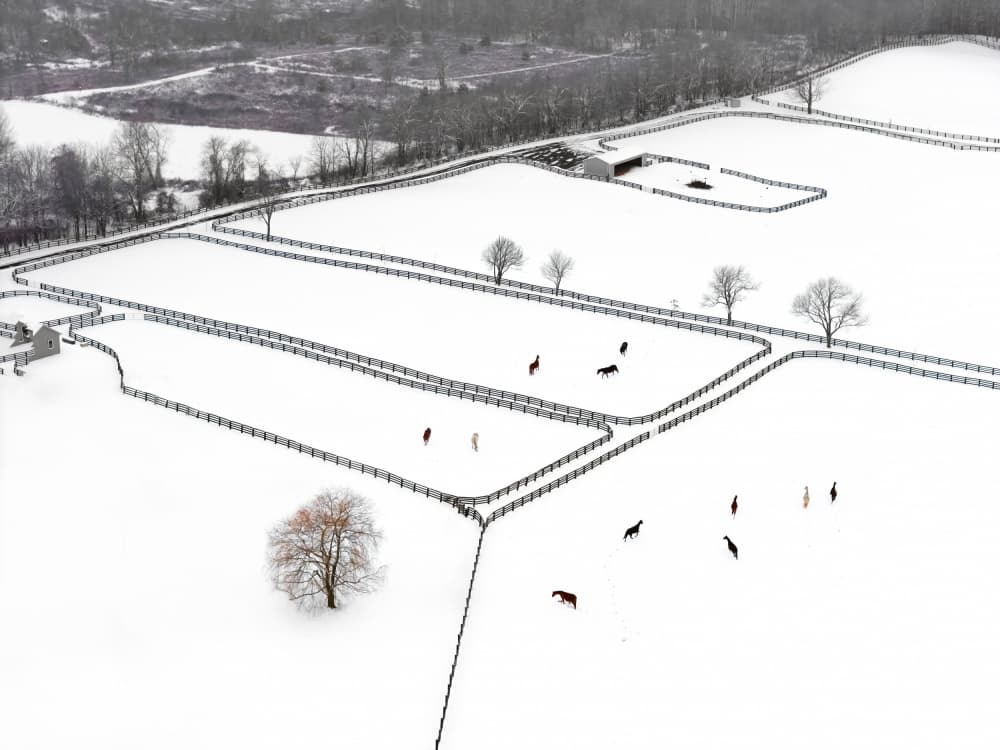 Horses In Snowy Fields by Larry Deng APA — canvas wall art