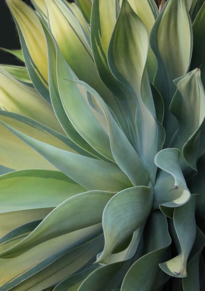 Green Agave Curves by Robin Wechsler — canvas wall art