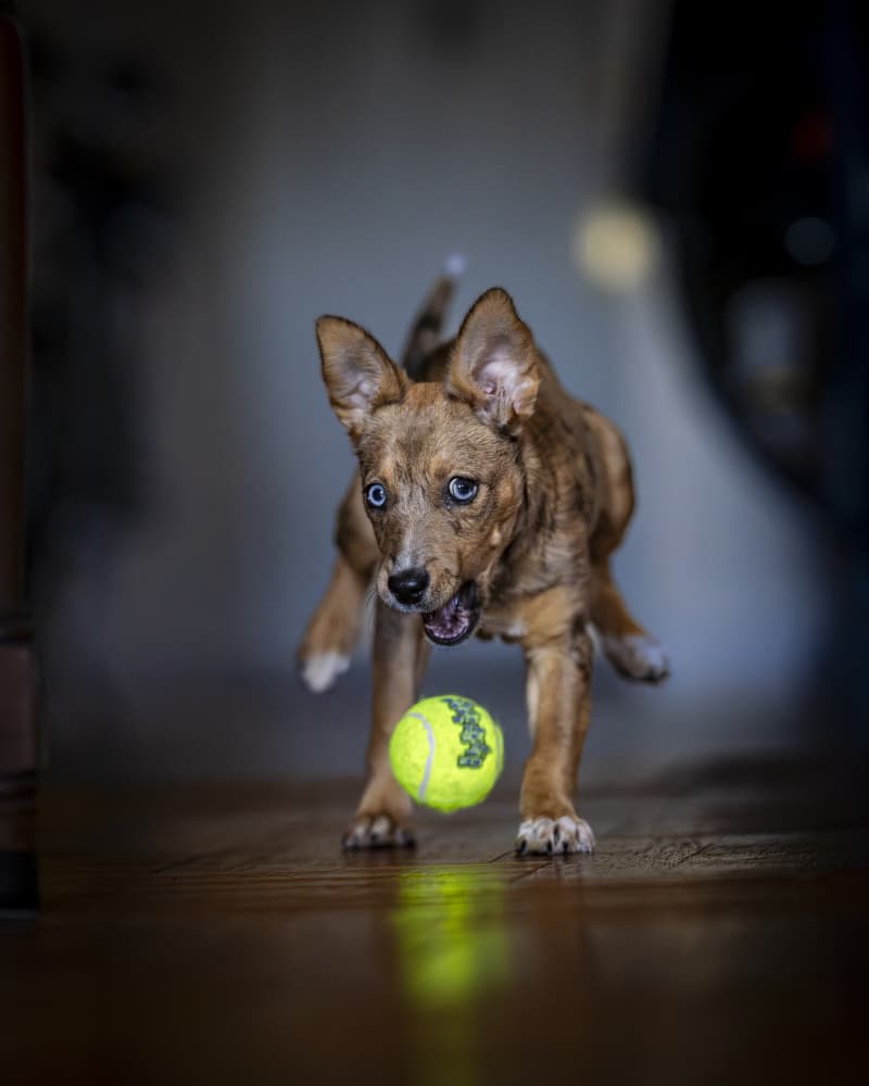 Playful Puppy Action by Robert Sherman — canvas wall art