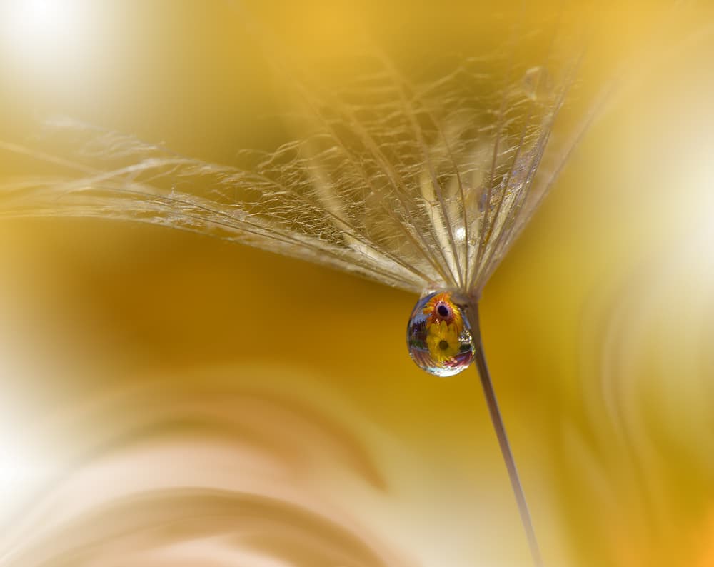 Golden Dandelion Reflection by Juliana Nan — canvas wall art