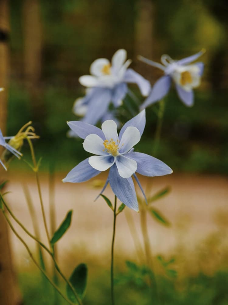 Light Blue Columbine by Del Mundo Portraits — canvas wall art
