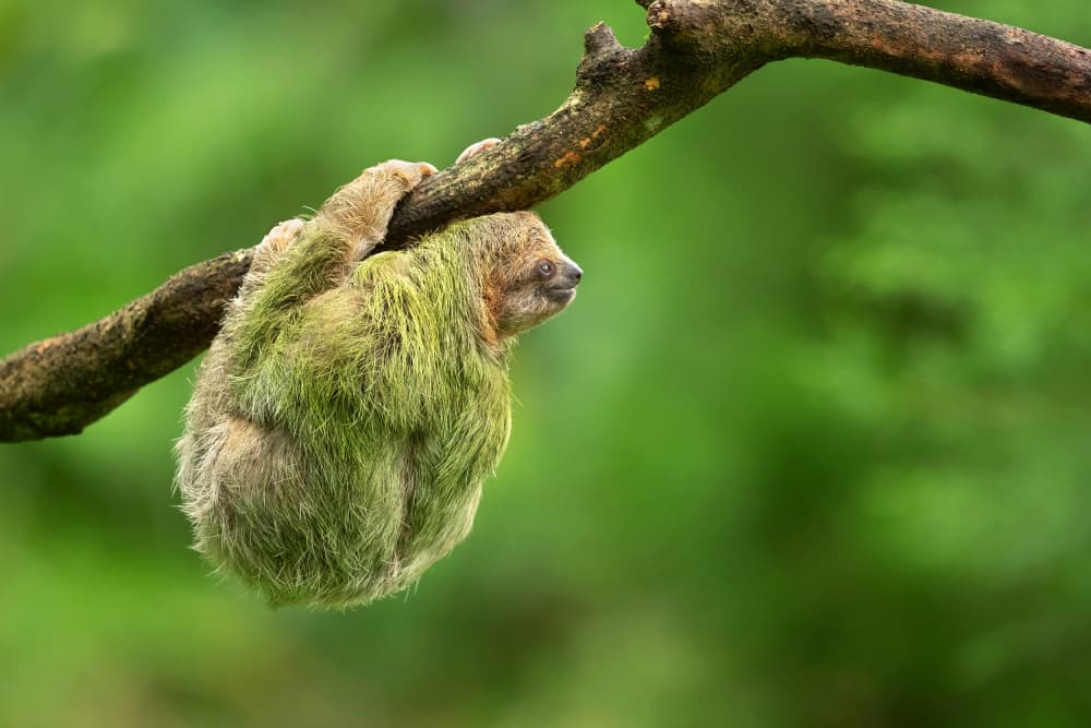 Baby Sloth Hanging by Milan Zygmunt — canvas wall art