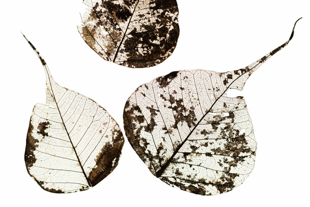 Delicate Leaf Skeletons by Tal Paz-Fridman — canvas wall art