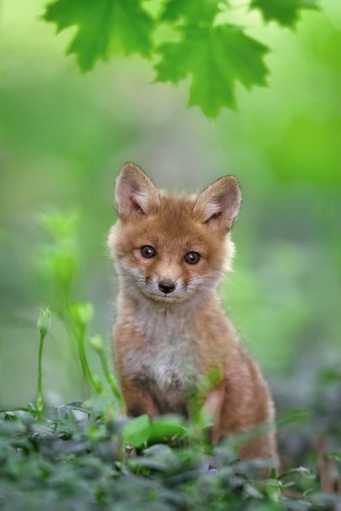 Curious Forest Fox by Nick Kalathas — canvas wall art