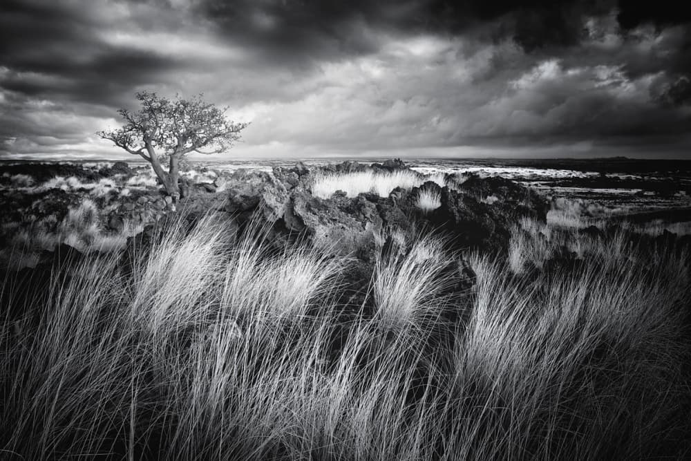 Lone Tree Dramatic Sky by Carsten Meyerdierks — canvas wall art