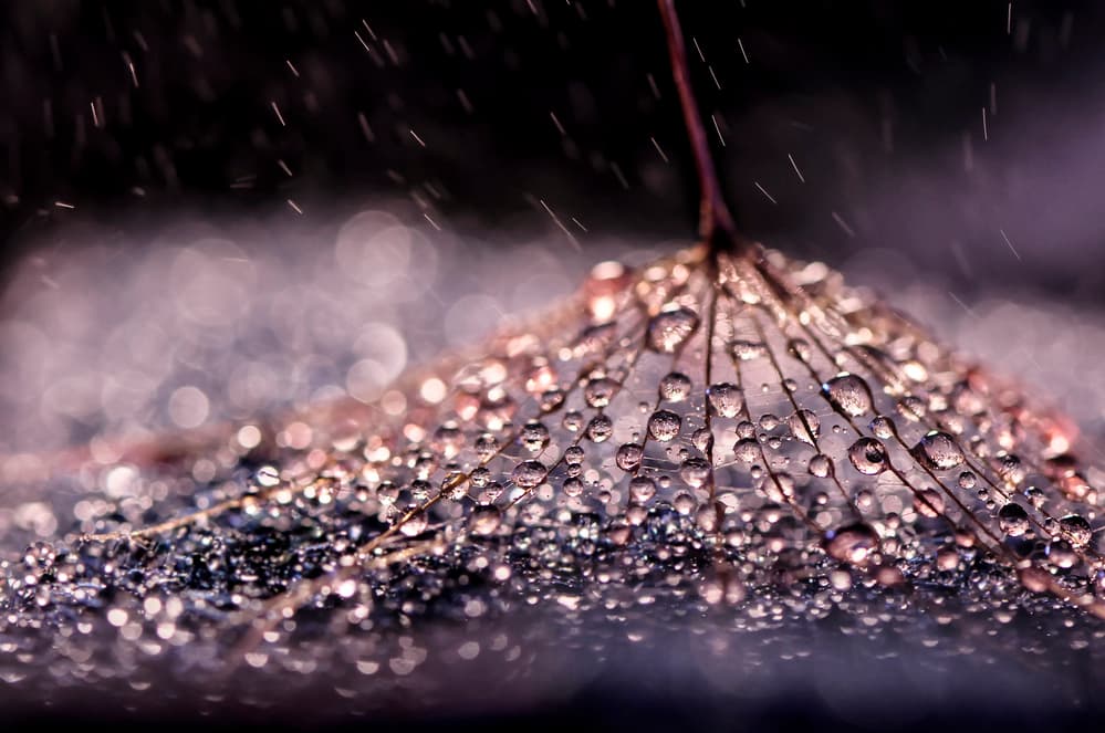 Dandelion Raindrops by Ivelina Blagoeva — canvas wall art