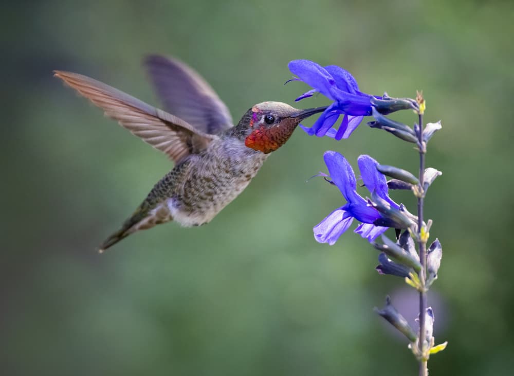 Hummingbird Nectar Feast by Xiaojian Huang — canvas wall art