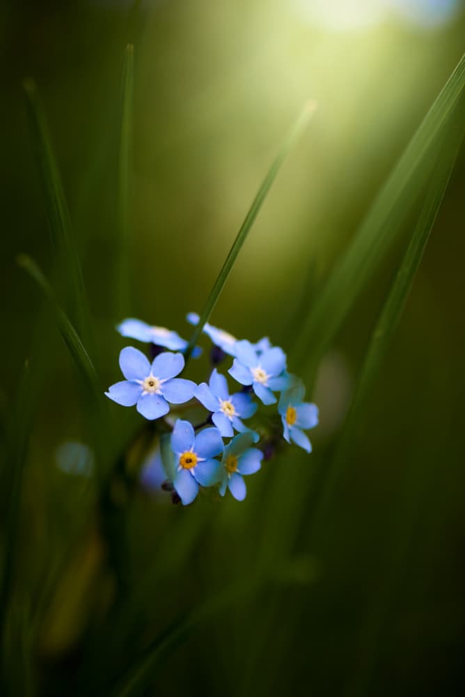 Glowing Forget Me Nots by Andrii Kazun — canvas wall art