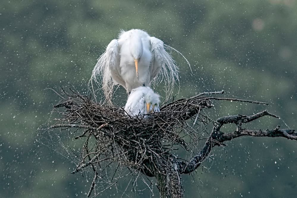 Egret And Chick In Rain by Libby Zhang — canvas wall art