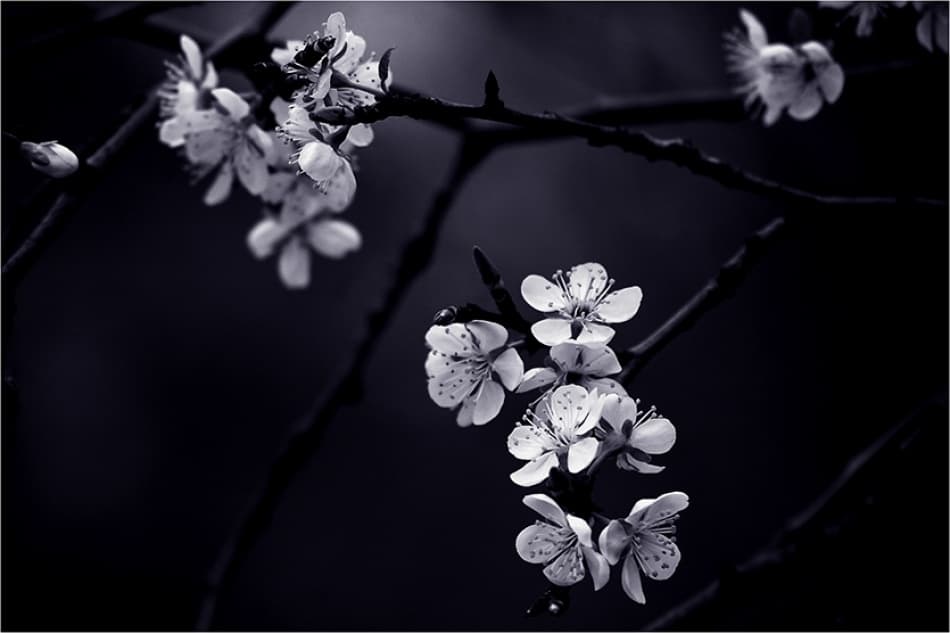 Delicate White Blossoms by CélineM — canvas wall art
