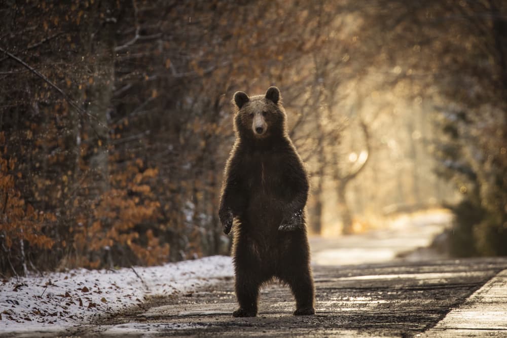 Majestic Bear Standing Tall by Dan Mirica — canvas wall art