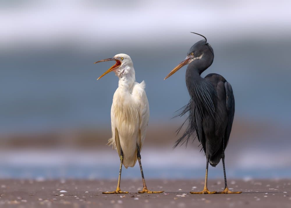 Contrasting Birds on Beach by Ahmed Sobhi — canvas wall art