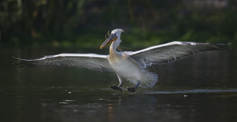 Graceful Pelican Landing by C.S. Tjandra — canvas wall art