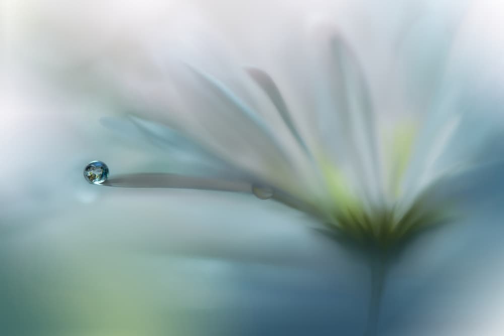 Delicate Water Drop by Juliana Nan — canvas wall art