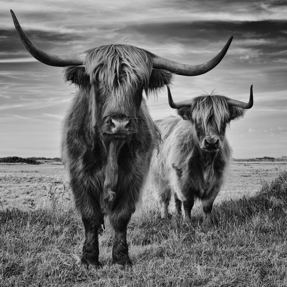 Highlands by Stéphane Pecqueux — canvas wall art