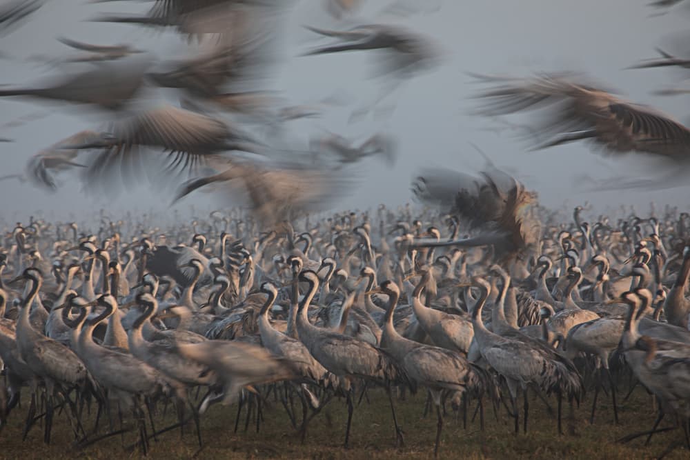 Misty Cranes Flying by Amnon Eichelberg — canvas wall art