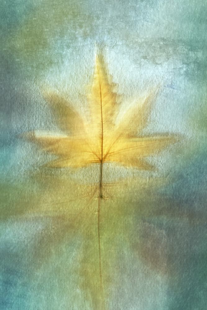 Golden Maple Reflection by Cicek Kiral — canvas wall art