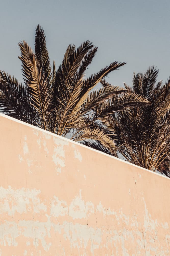 Golden Palms Peach Wall by Pictufy Studio III — canvas wall art