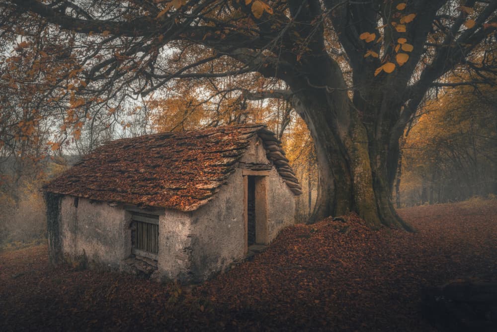 Autumn Forest Cottage by Thomas de Franzoni — canvas wall art