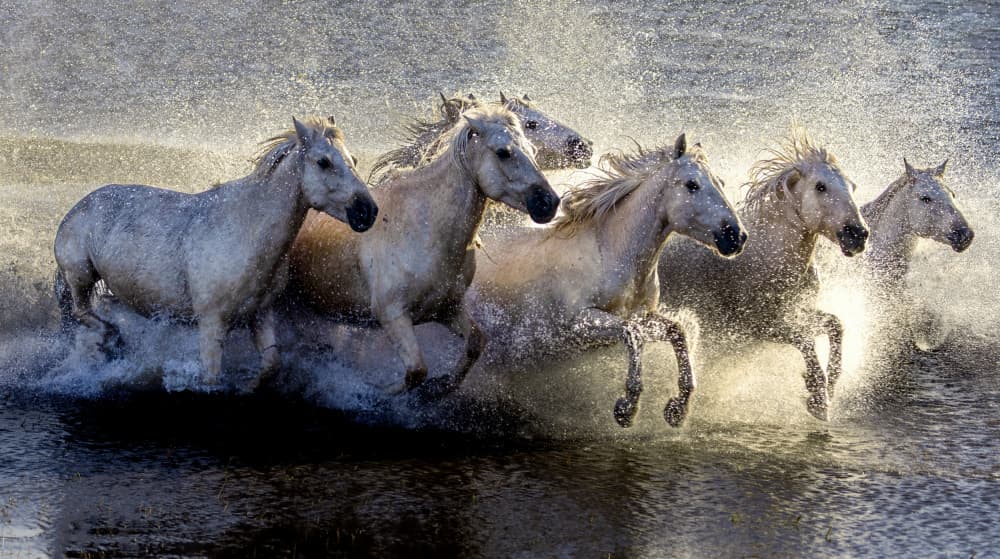 White Horses Running Water by Sally Widjaja — canvas wall art