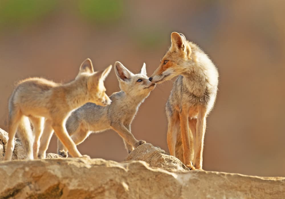 Desert Fox Family by Shlomo Waldmann — canvas wall art