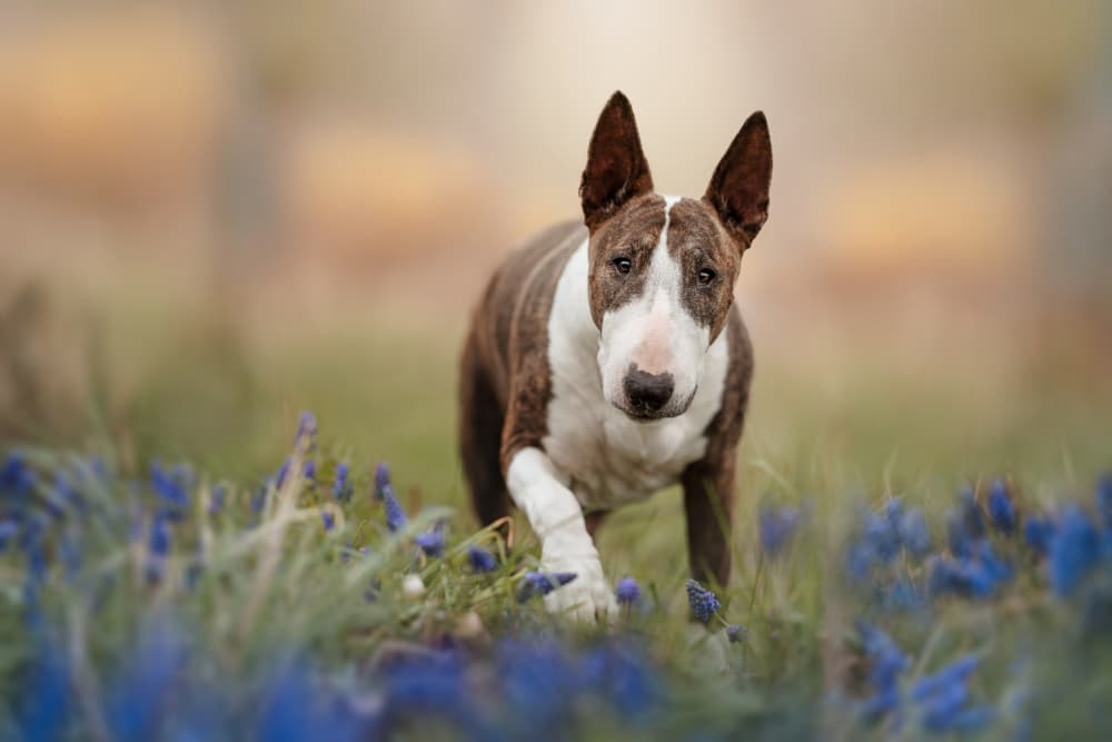 Brindle Bull Terrier Flowers by Ve Shandor — canvas wall art