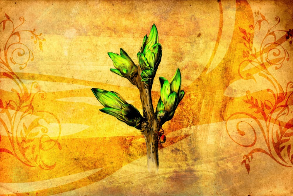 Fresh Spring Growth by Rafal Kulik — canvas wall art