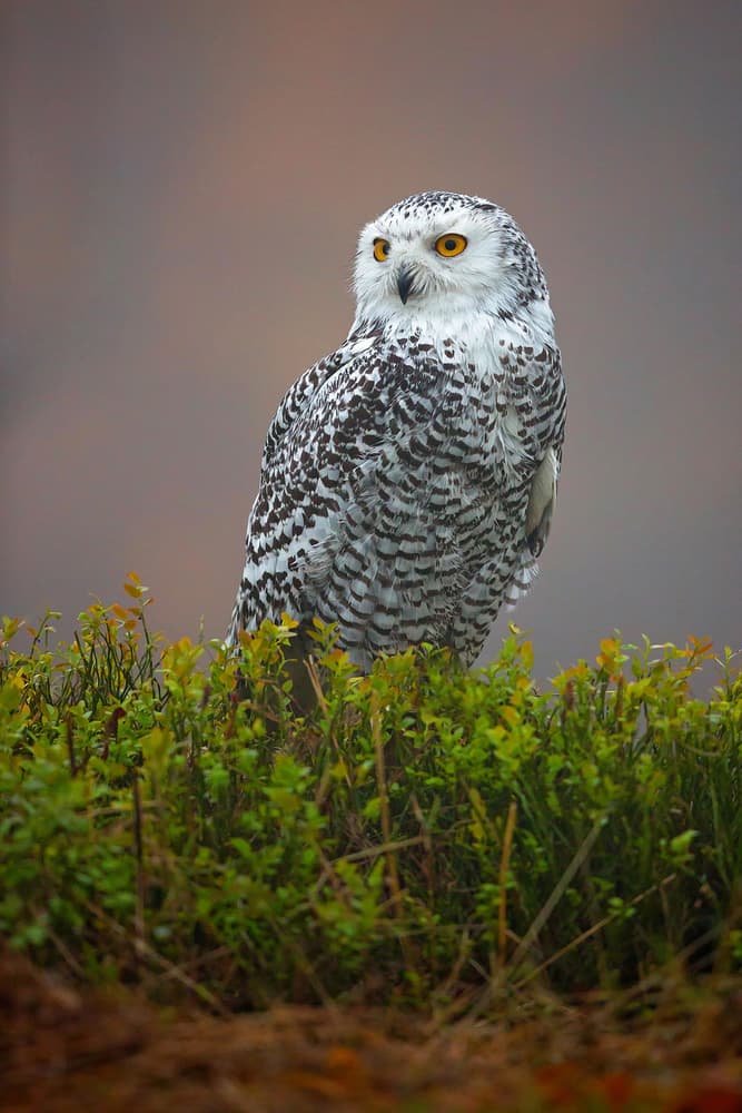 Majestic Snowy Owl by Milan Zygmunt — canvas wall art
