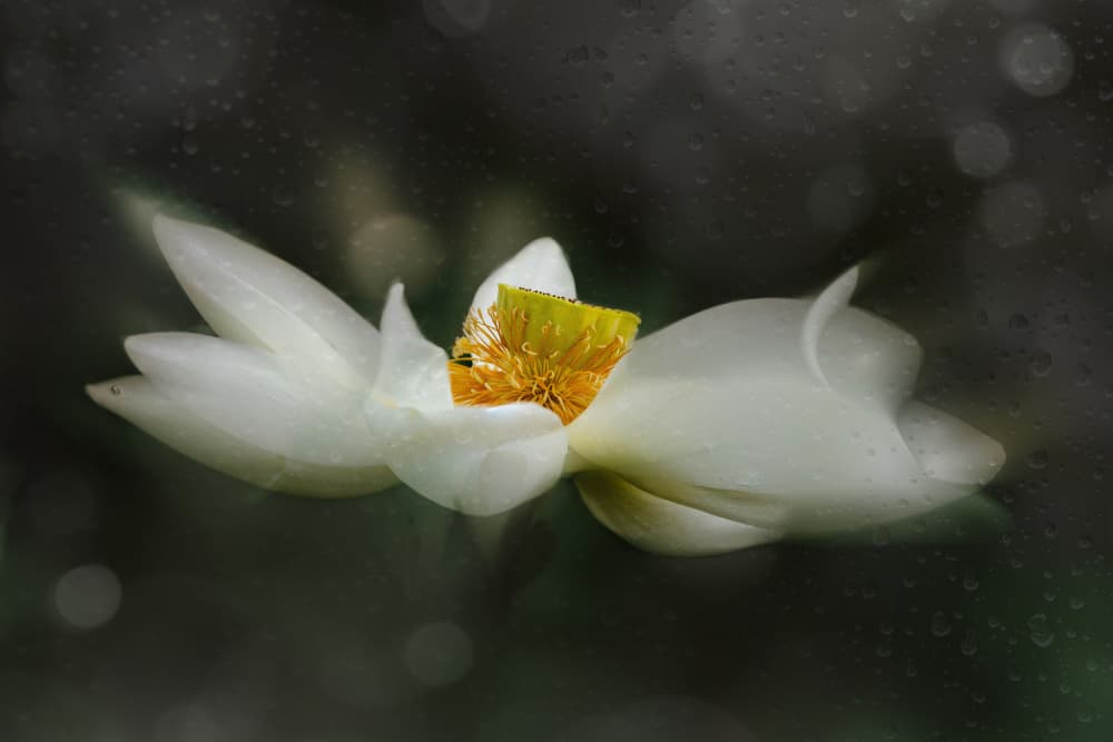 Serene White Lotus by YoungIl Kim — canvas wall art