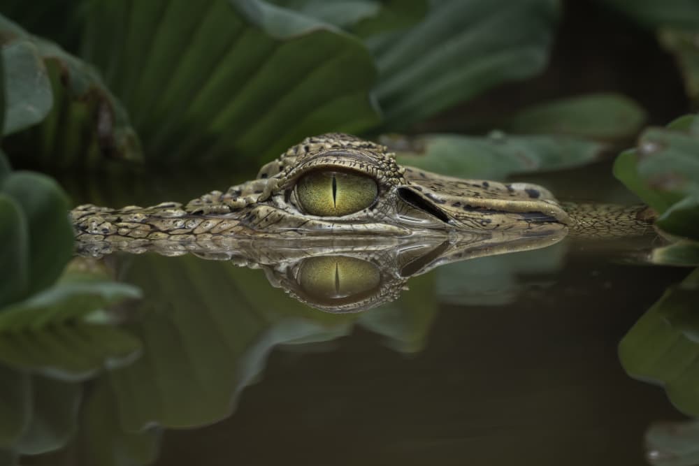 Lurking Crocodile Eye by Tantoyensen — canvas wall art