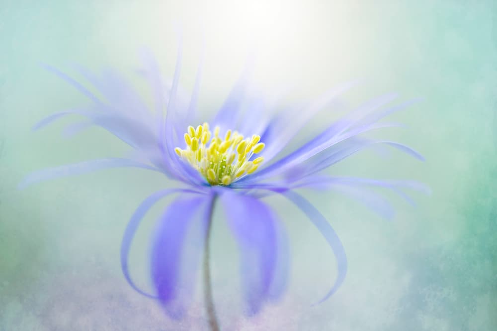 Dreamy Pastel Flower by Jacky Parker — canvas wall art