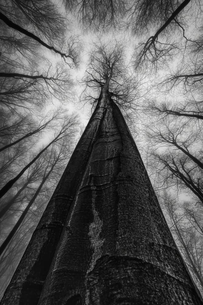 Towering Forest Canopy by Tom Pavlasek — canvas wall art