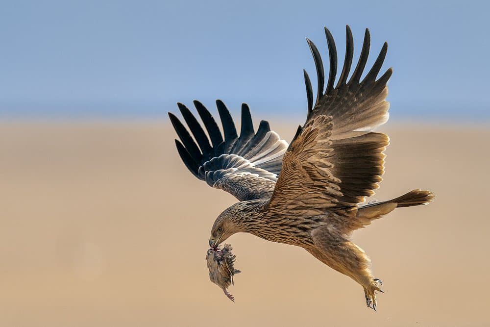 Eagle Captures Prey by Ahmed Sobhi — canvas wall art